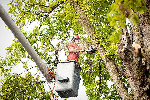 Emergency Storm Tree Removal in Bangor, ME